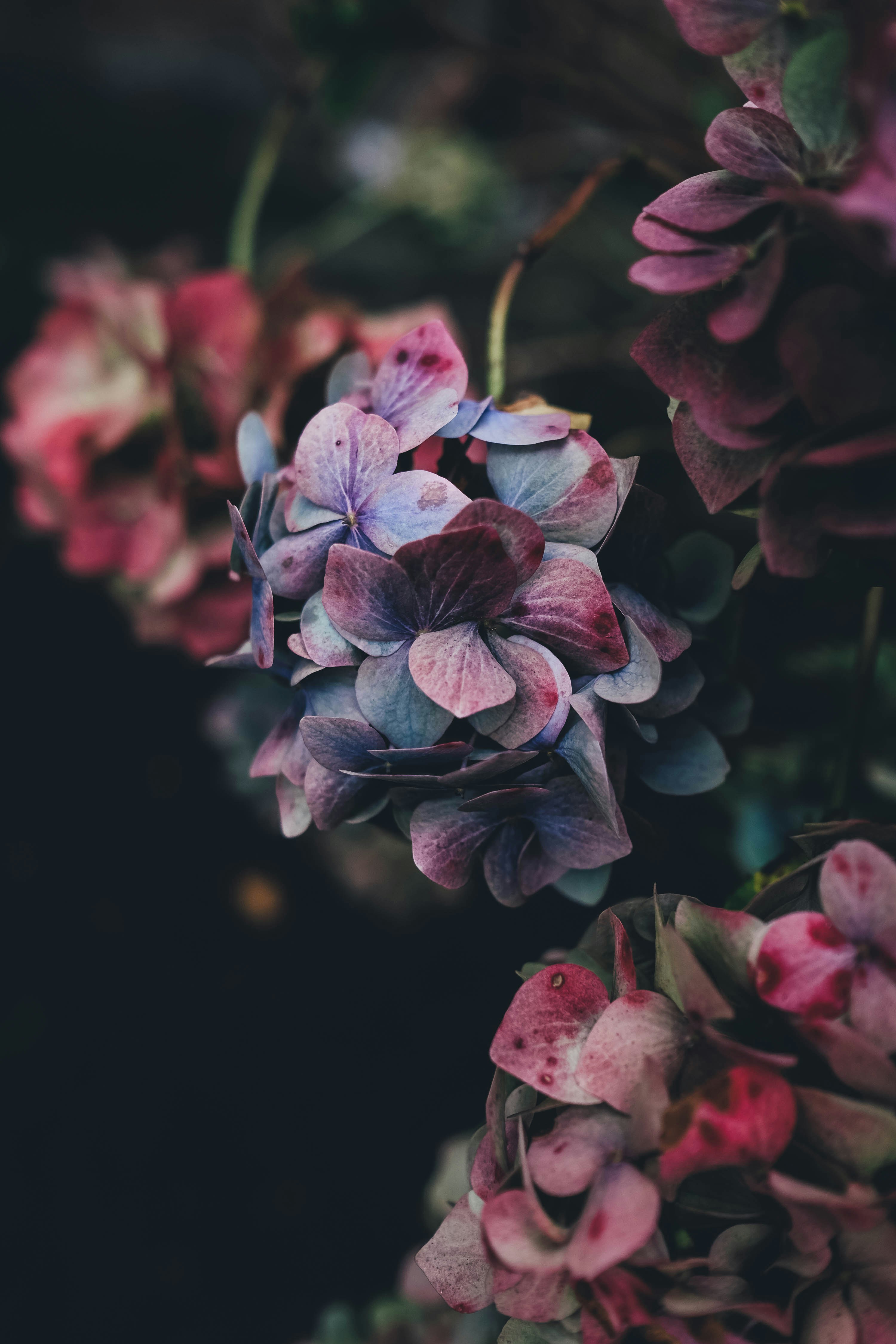 Hydrangeas