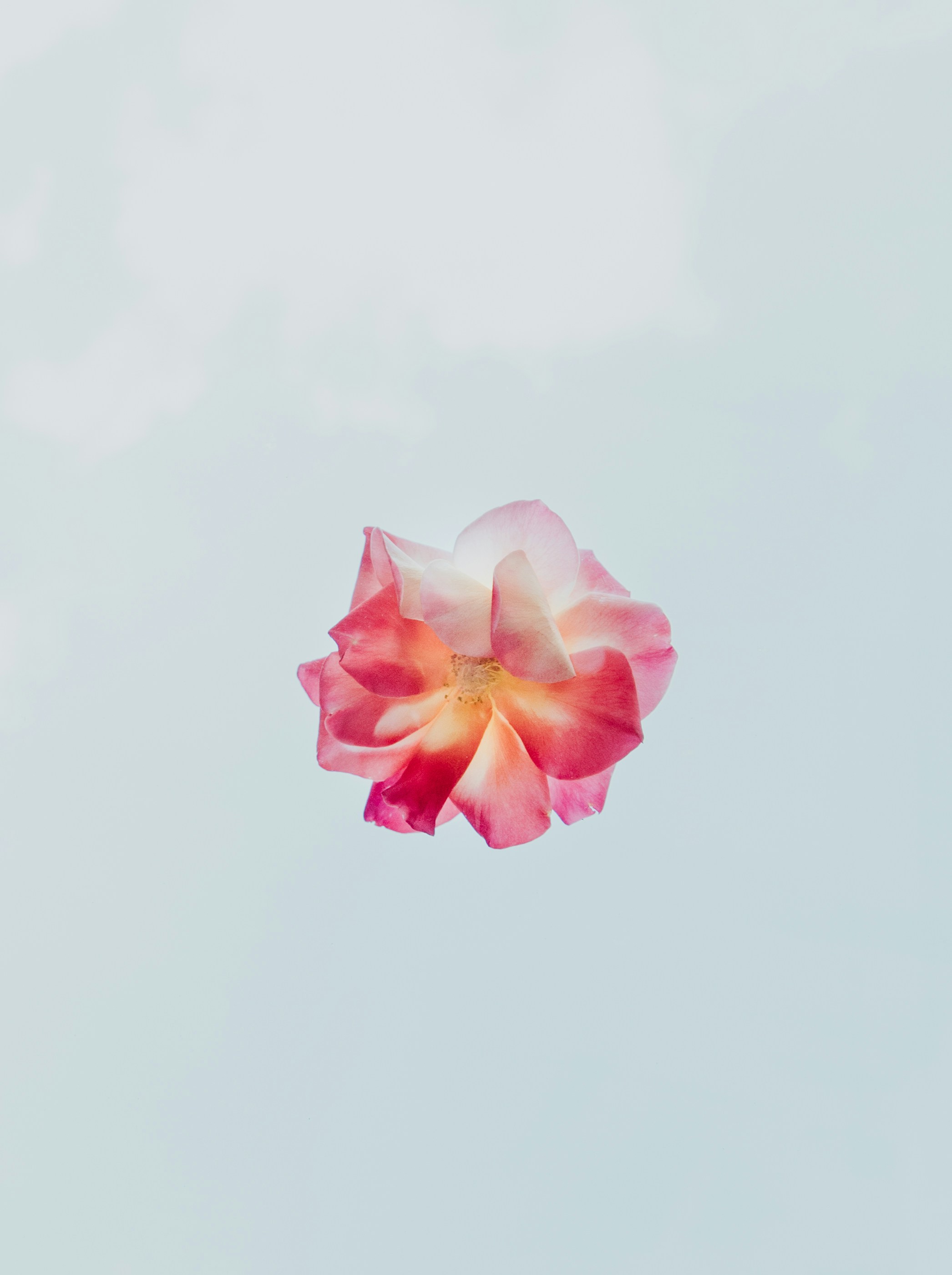 Garden rose