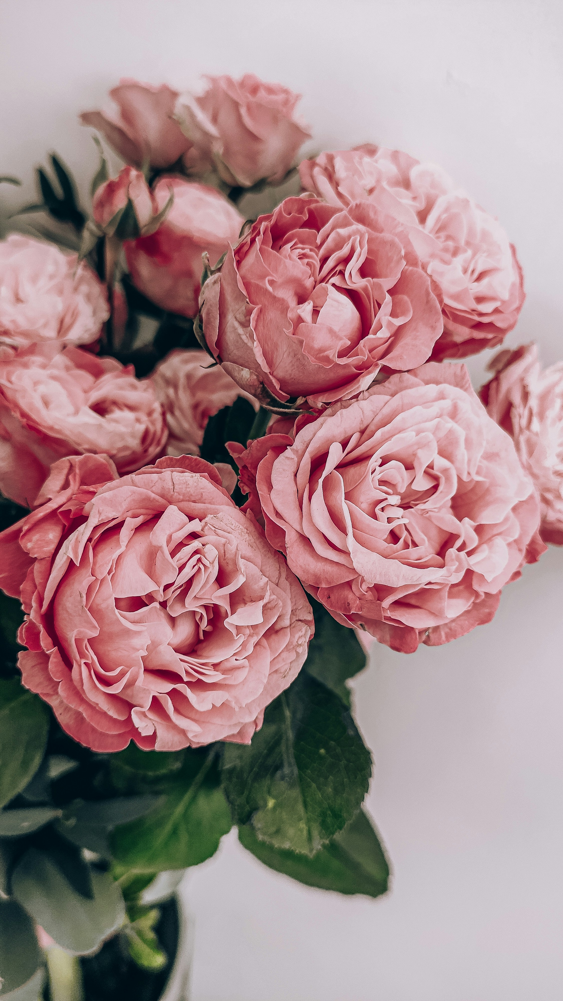 Garden roses